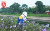 Đẹp ngỡ ngàng với con đường hoa tím bên dòng sông Tô Lịch